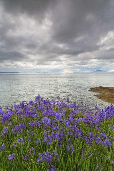 Washington Camas blooms on Sucia Island